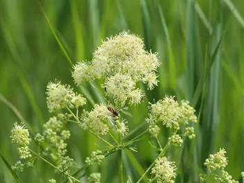 Ilustracja rośliny rutewka żółta
