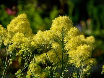 Rutewka żółta - zdjęcie 2