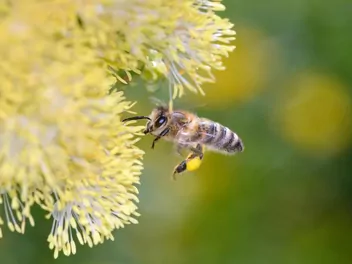 Rutewka żółta - zdjęcie 3