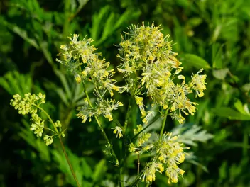 Rutewka żółta - zdjęcie 4