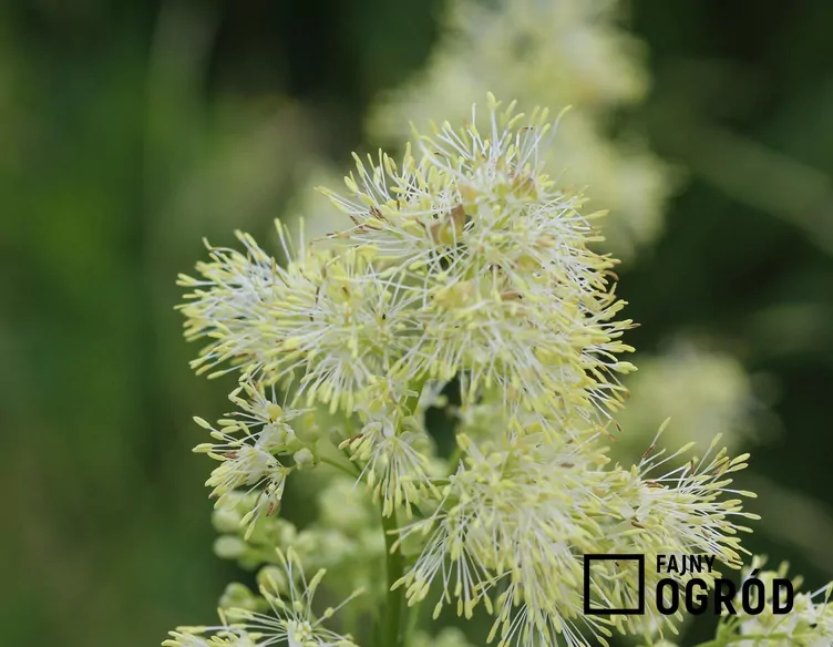 Rutewka żółta - zdjęcie 5