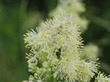 Rutewka żółta - zdjęcie 5