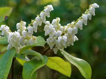 Ilustracja rośliny pieris kwiecisty