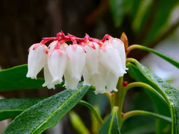 Pieris kwiecisty - zdjęcie 3