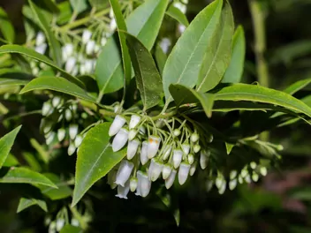 Pieris kwiecisty - zdjęcie 4