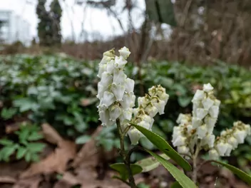 Pieris kwiecisty - zdjęcie 5