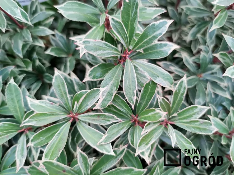 Pieris japoński 'Little Heath'