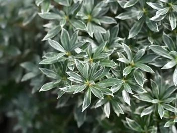 Pieris japoński 'Little Heath' - zdjęcie 2