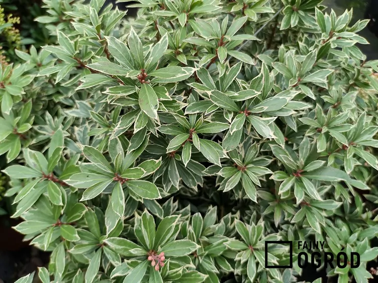 Pieris japoński 'Little Heath'