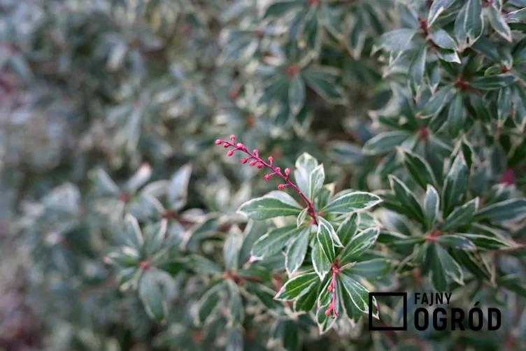 Pieris japoński 'Little Heath'