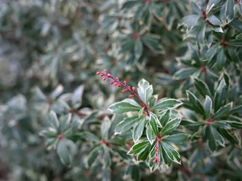 Pieris japoński 'Little Heath' - zdjęcie 4