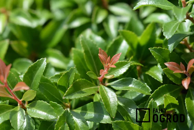 Pieris japoński 'Little Heath' - zdjęcie 5