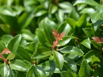 Pieris japoński 'Little Heath' - zdjęcie 5
