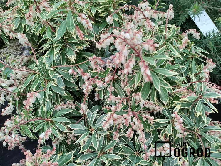 Pieris japoński ‘Flaming Silver’