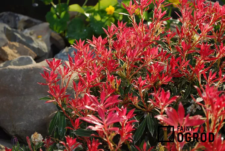 Pieris flaming silver