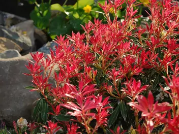 Pieris japoński ‘Flaming Silver’ - zdjęcie 2