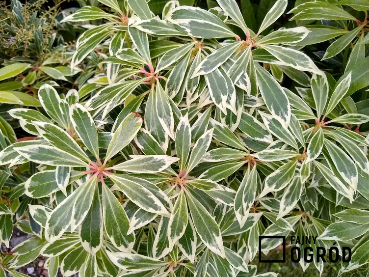 Pieris japoński ‘Flaming Silver’