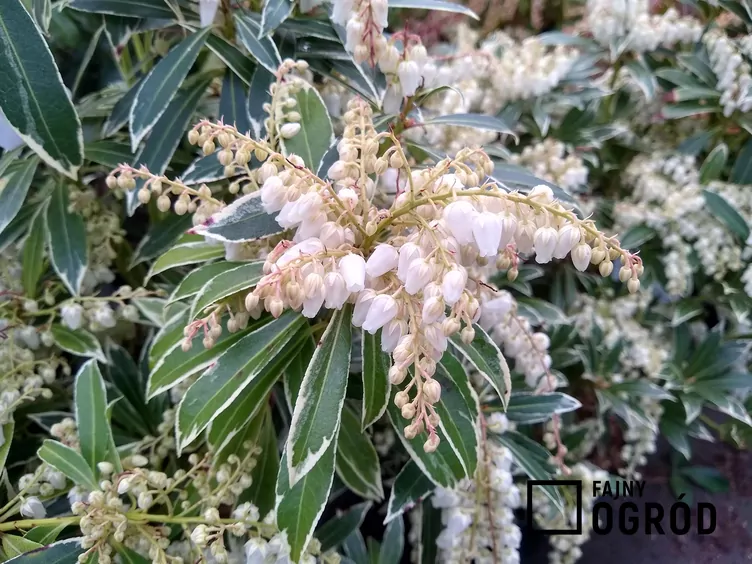 Pieris japoński ‘Flaming Silver’