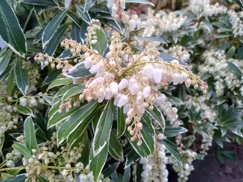 Pieris japoński ‘Flaming Silver’ - zdjęcie 4