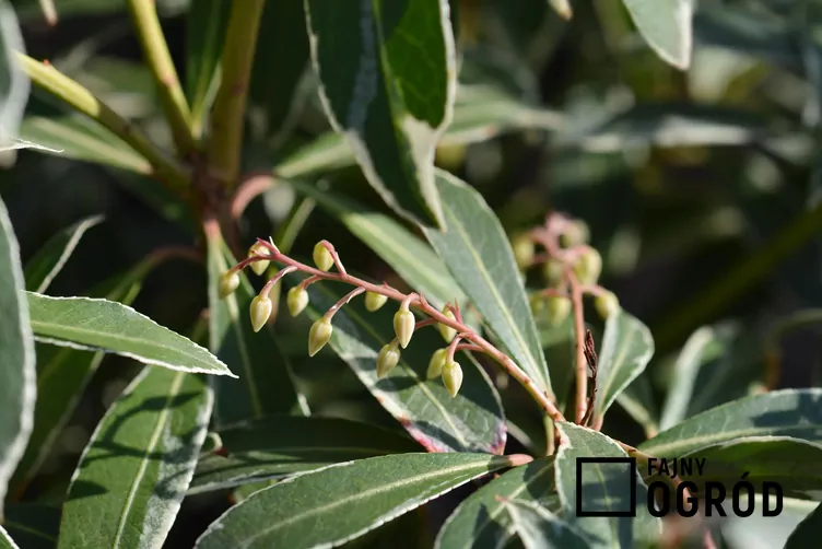 Pieris japoński ‘Flaming Silver’ - zdjęcie 5