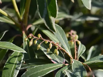 Pieris japoński ‘Flaming Silver’ - zdjęcie 5