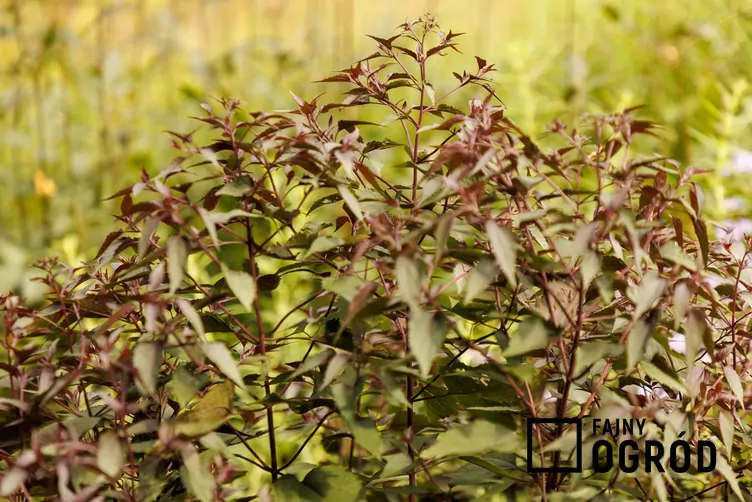 Ageratina altissima ‘Chocolate’