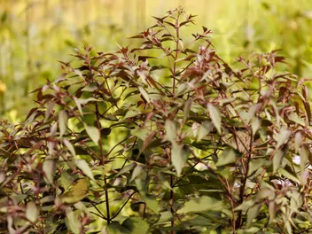 Sadziec pomarszczony 'Chocolate' - zdjęcie 2