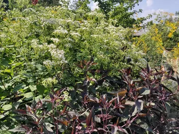 Sadziec pomarszczony 'Chocolate' - zdjęcie 3