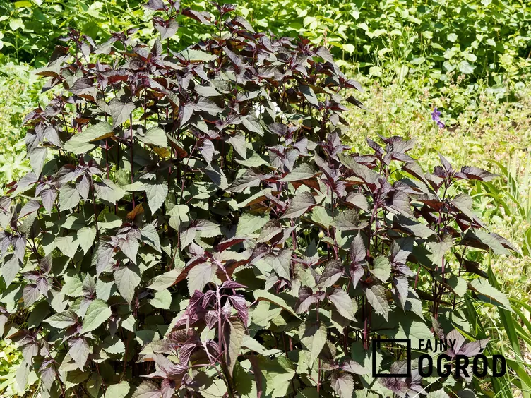 Sadziec pomarszczony 'Chocolate'