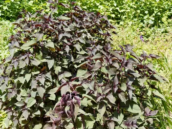 Sadziec pomarszczony 'Chocolate' - zdjęcie 4