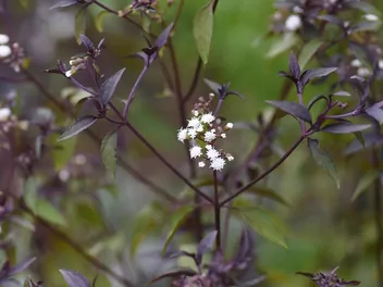 Sadziec pomarszczony 'Chocolate' - zdjęcie 5
