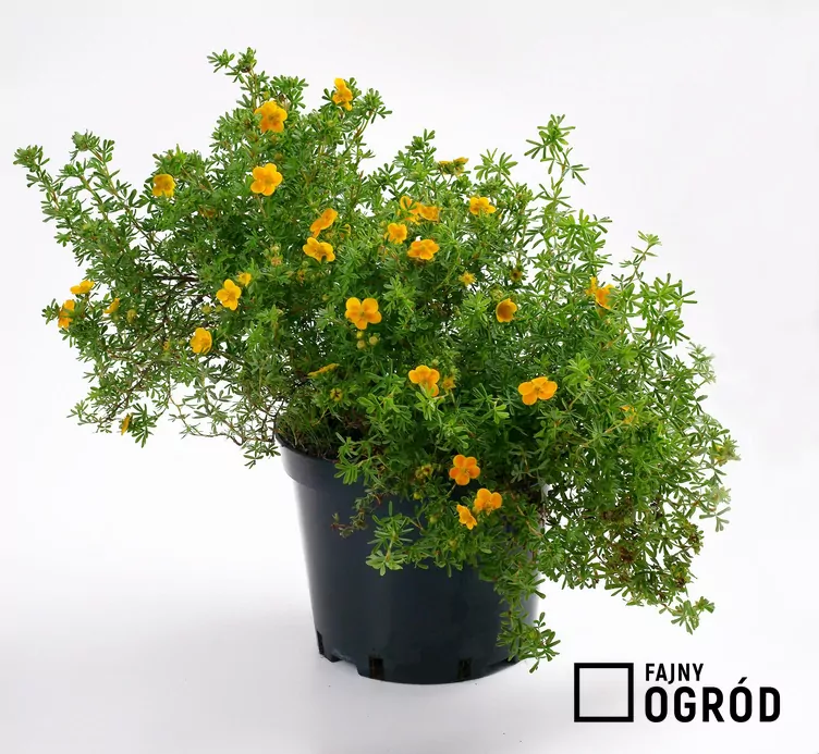 Pięciornik krzewiasty 'Hopley's Orange'