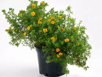 Ilustracja rośliny pięciornik krzewiasty 'hopley's orange'