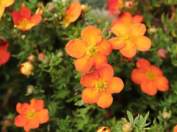 Pięciornik krzewiasty 'Hopley's Orange' - zdjęcie 2