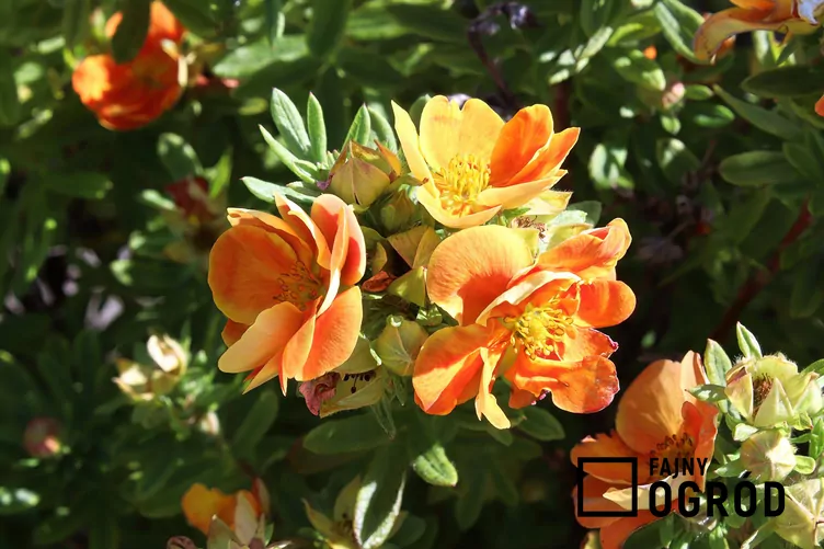 Pięciornik krzewiasty 'Hopley's Orange'