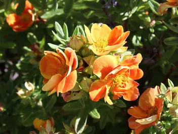 Pięciornik krzewiasty 'Hopley's Orange' - zdjęcie 3