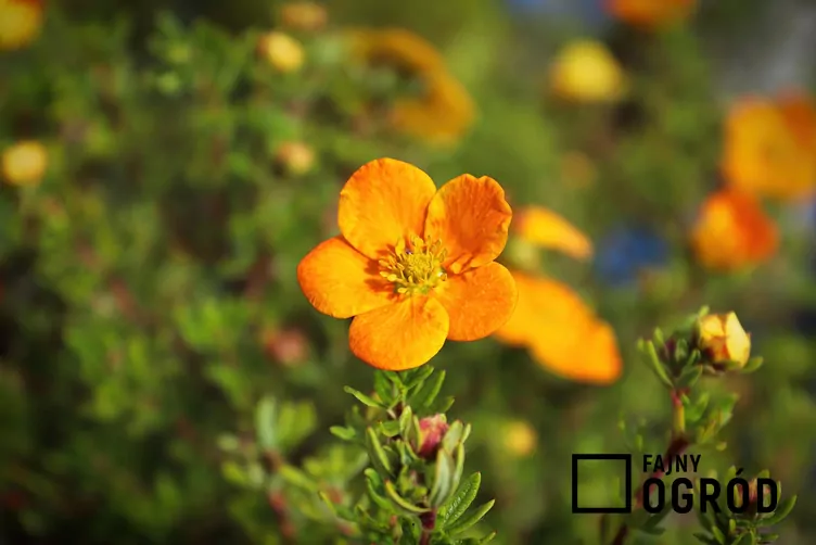 Pięciornik krzewiasty 'Hopley's Orange'