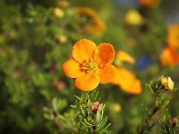 Pięciornik krzewiasty 'Hopley's Orange' - zdjęcie 4