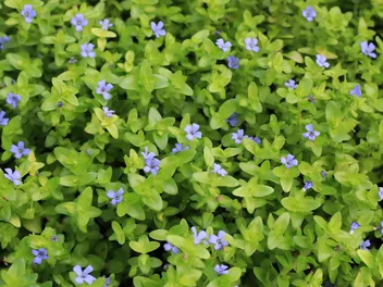 Bakopa karolińska - zdjęcie 2