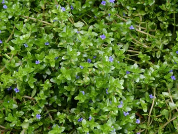 Bakopa karolińska - zdjęcie 3