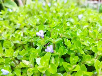 Bakopa karolińska - zdjęcie 4