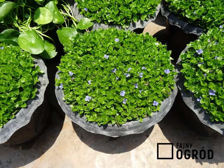 Bakopa karolińska - zdjęcie 5