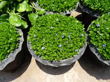 Bakopa karolińska - zdjęcie 5