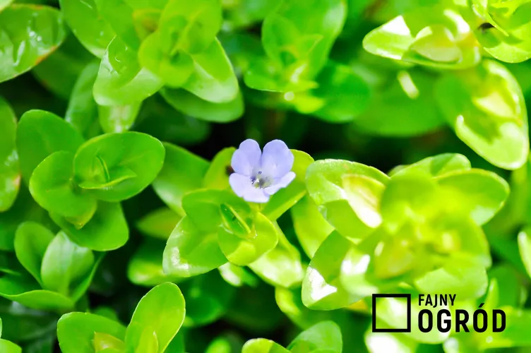 bakopa-karolinska-1 Bakopa karolińska