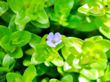 Ilustracja rośliny bakopa karolińska