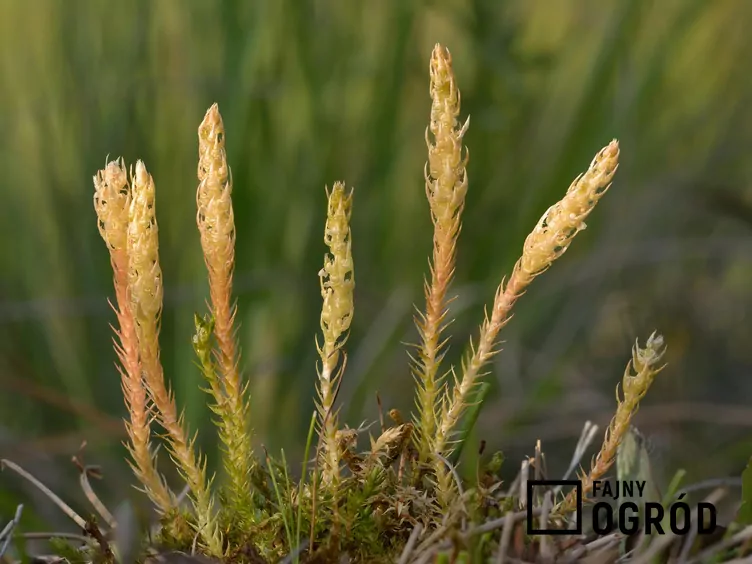 Widliczka ostrozębna