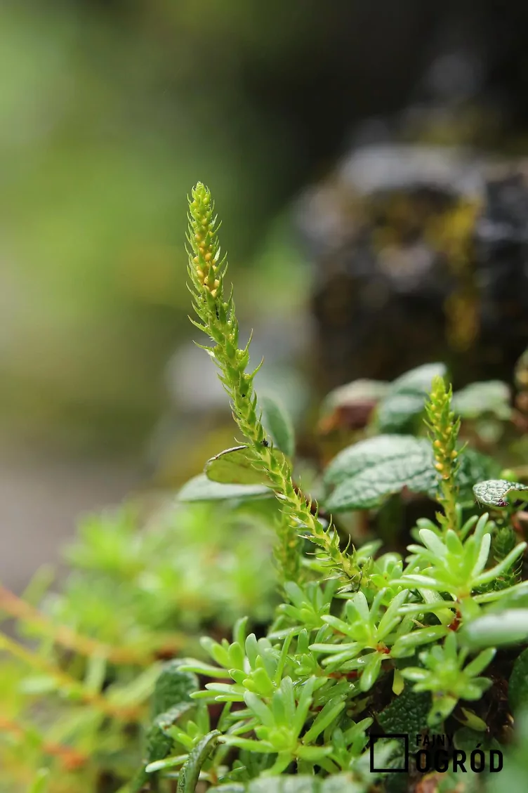 Zdjęcie przedstawia widliczkę ostrozębną