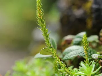 Widliczka ostrozębna - zdjęcie 1