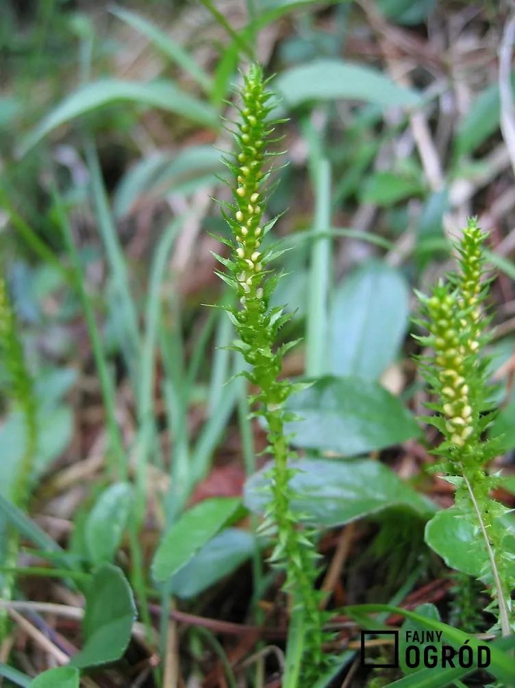 Widliczka ostrozębna