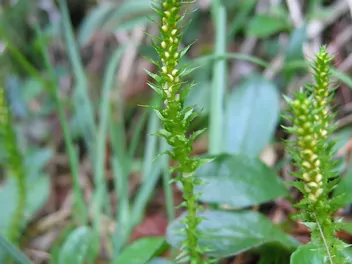 Widliczka ostrozębna - zdjęcie 3